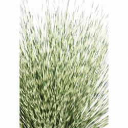 Miscanthus Artificiel Zebrina Rond