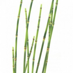 Presle Artificielle - 100(h)