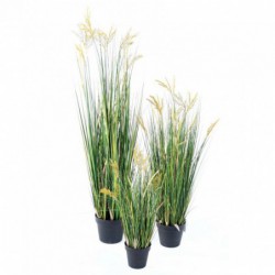 Papyrus Artificiel Scirpus Validus - 60(h)