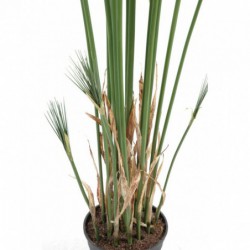 Papyrus Artificiel Cyperus