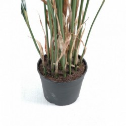 Papyrus Artificiel Cyperus