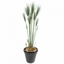 PAPYRUS ARTIFICIEL CYPERUS - 155(h)