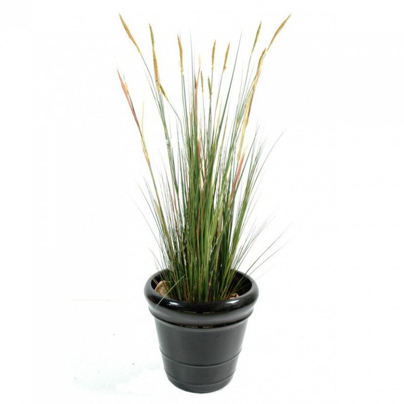 ZANICHELLIE ARTIFICIELLE - 95(h)