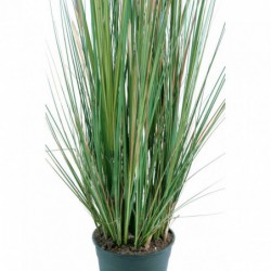 Zanichellie Artificielle - 95(h)