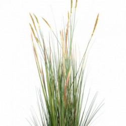 Zanichellie Artificielle - 110(h)