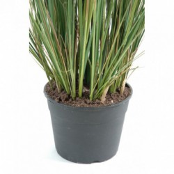 Zanichellie Artificielle - 155(h)