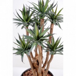 Agave Artificielle - 72(h)
