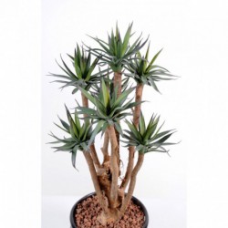 Agave Artificielle - 72(h)
