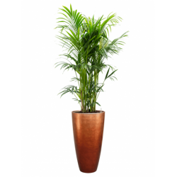 Bac à fleur avec plantes