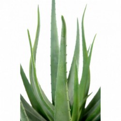 Aloevera Artificielle
