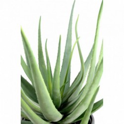 Aloevera Artificielle