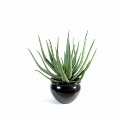 ALOEVERA ARTIFICIELLE - 55(h)