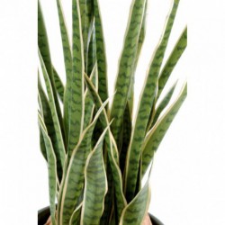 Sansevieria Artificiel