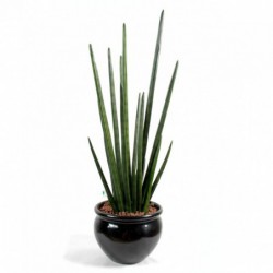 SANSEVIERIA ARTIFICIEL CYLINDRICA