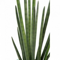 Sansevieria Artificiel Cylindrica