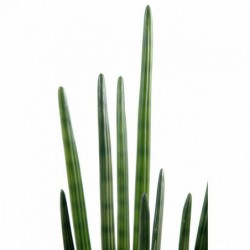 Sansevieria Artificiel Cylindrica