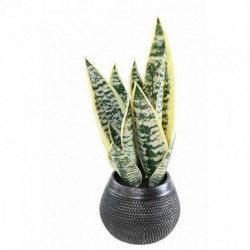 SANSEVIERIA ARTIFICIEL J