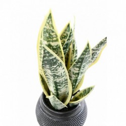 Sansevieria Artificiel J - 85(h)