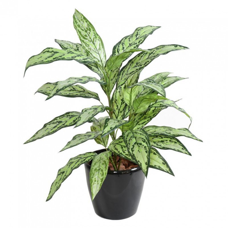 Aglaonema artificielle