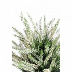 Zoom bruyère artificielle