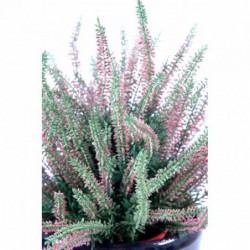 Plante artificielle bruyère