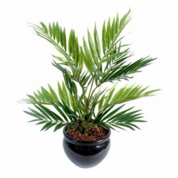 Chamaeodorea Artificiel