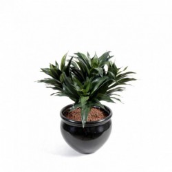 Dracaena Artificiel Fragans