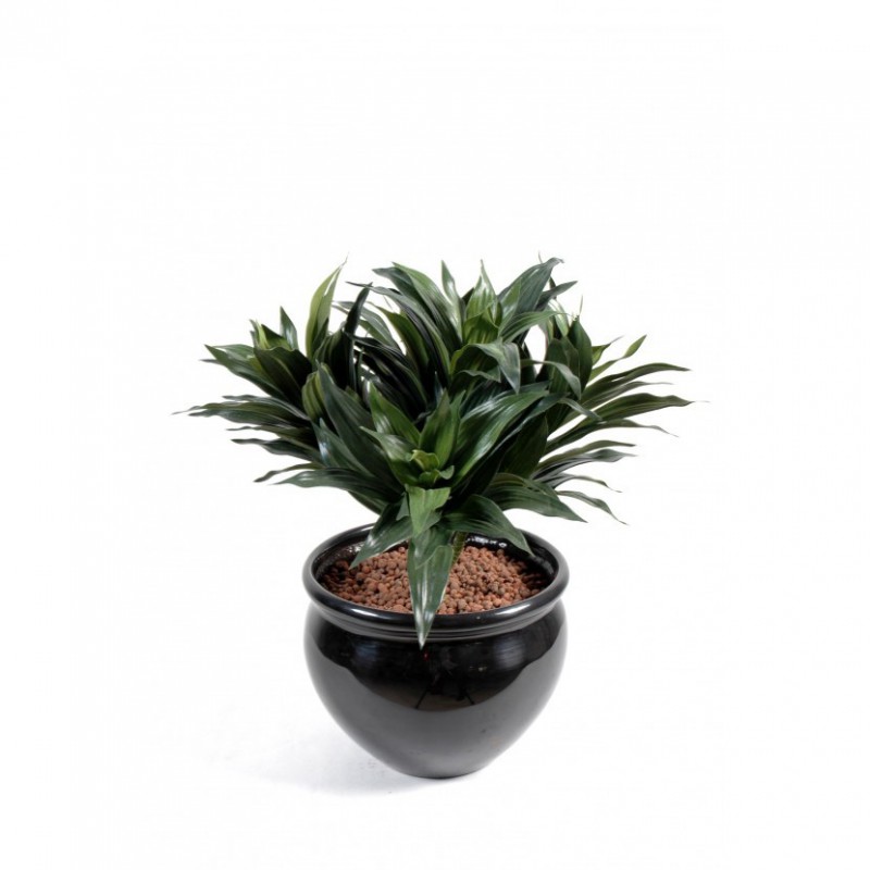 Dracaena Artificiel Fragans