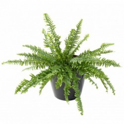 Fougere Artificiel Boston Luxe