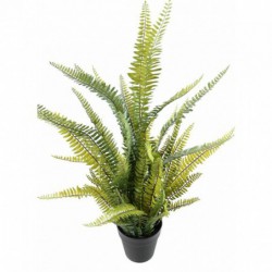 Plante verte de qualité supérieure