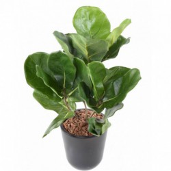 Lyrata Artificiel Pot