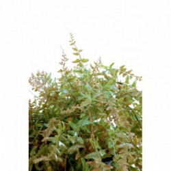 Fougere Artificielle Chute Plast