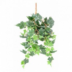 LIERRE ARTIFICIEL HOLLANDAIS