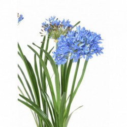 Agapanthe Artificielle En Motte Bleu