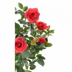 Rosier Artificiel Royal Rouge - 60(h)
