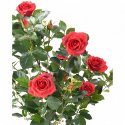 Rosier Artificiel Royal Rouge - 100(h)
