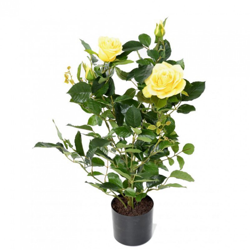 ROSIER ARTIFICIEL ROYAL JAUNE - 60(h)
