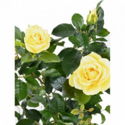 Rosier Artificiel Royal Jaune - 60(h)