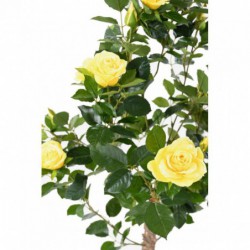 Rosier Artificiel Royal Jaune - 100(h)
