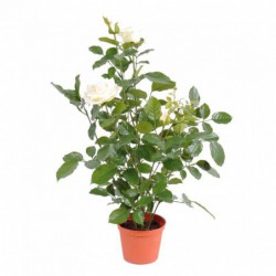 Rosier Artificiel Royal Blanc