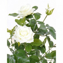 Rosier Artificiel Royal Blanc