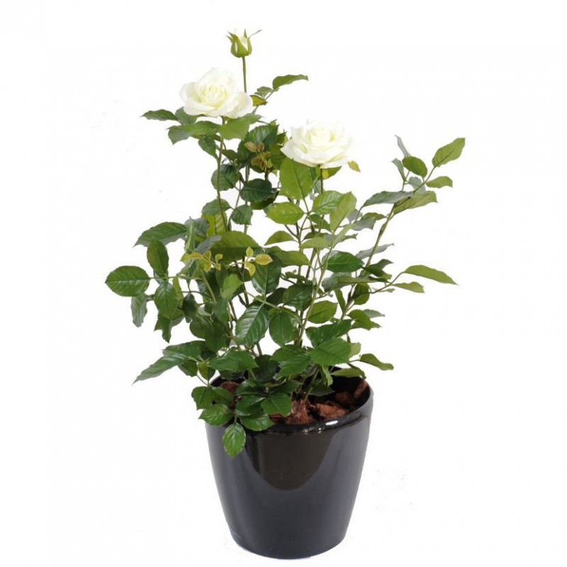 ROSIER ARTIFICIEL ROYAL BLANC - 60(h)