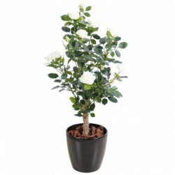 ROSIER ARTIFICIEL ROYAL BLANC - 100(h)