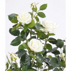 Rosier Artificiel Royal Blanc - 100(h)