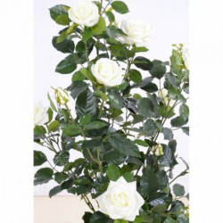 Rosier Artificiel Royal Blanc - 100(h)