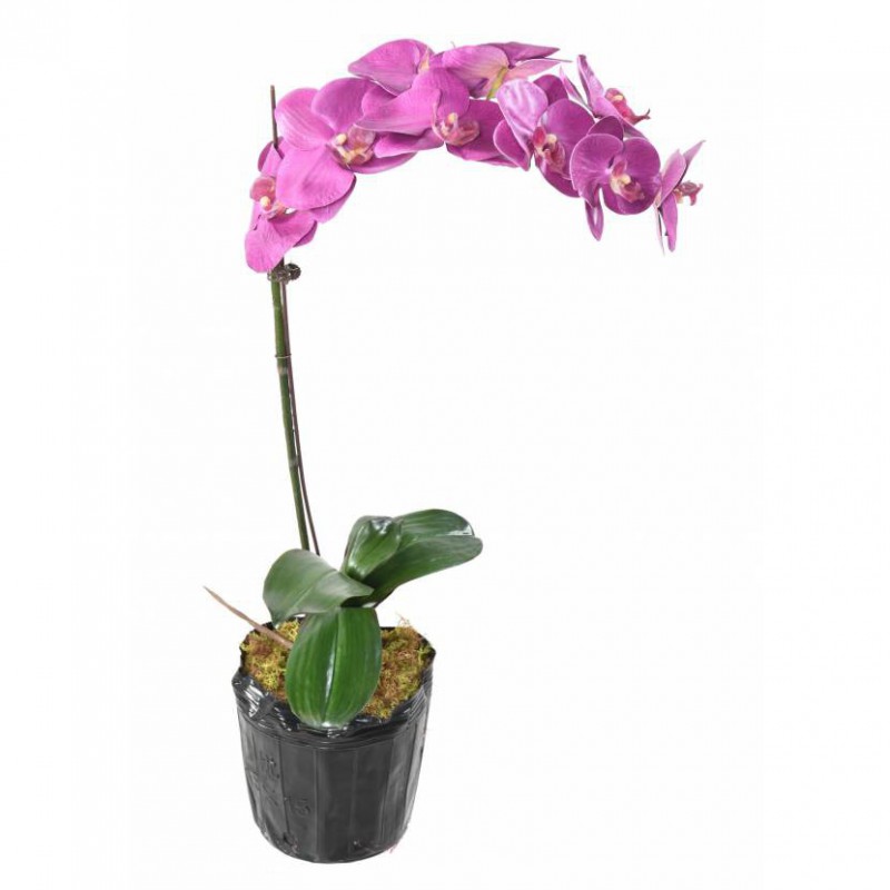 PHALAENOPSIS ARTIFICIELLE MOTTE