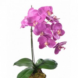 Phalaenopsis Artificielle Motte
