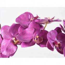 Phalaenopsis Artificielle Motte - 60(h)