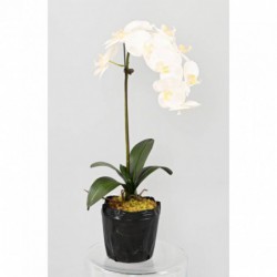 PHALAENOPSIS ARTIFICIELLE MOTTE - 85(h)