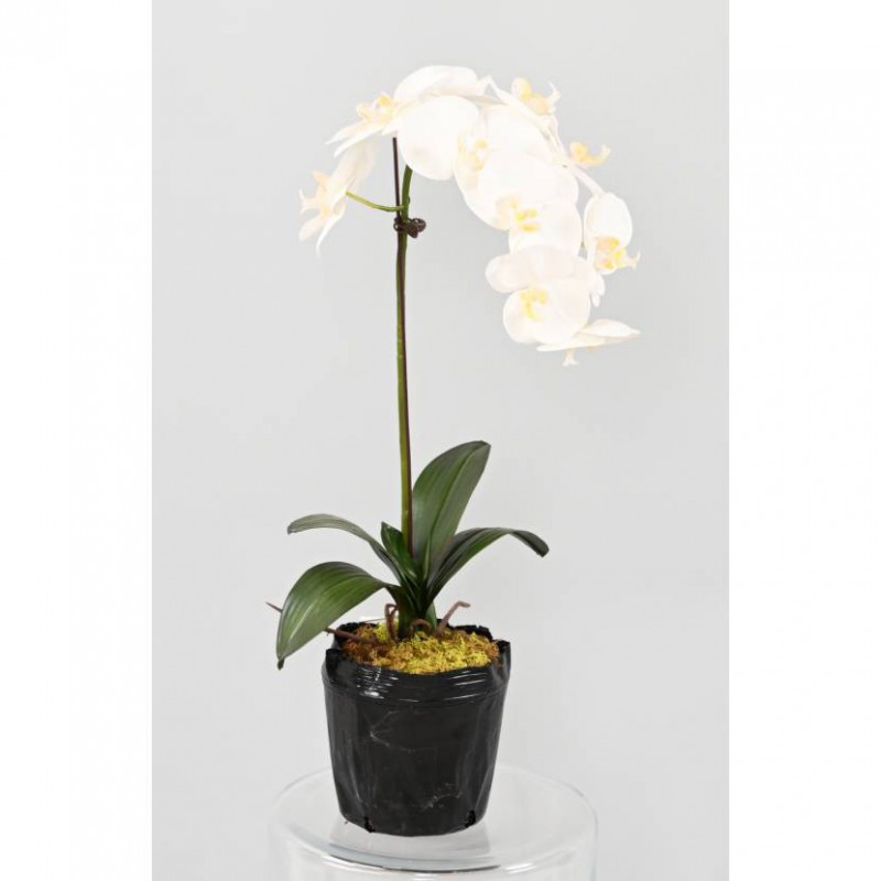 PHALAENOPSIS ARTIFICIELLE MOTTE - 85(h)
